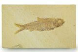 Detailed Fossil Fish (Knightia) - Wyoming #369388-1